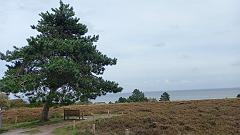 Sylt (172)